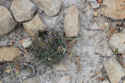 Coryphantha difficilis, photographed by Francisco Martínez González
