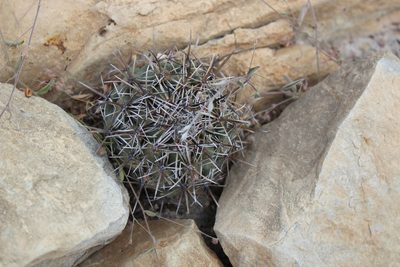 Coryphantha difficilis, photographed by Francisco Martínez González