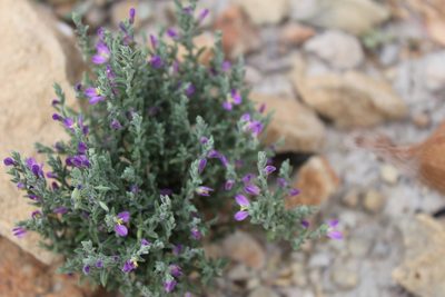Hebecarpa macradenia, photographed by Francisco Martínez González