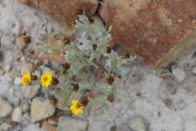 Thymophylla micropoides, photographed by Francisco Martínez González