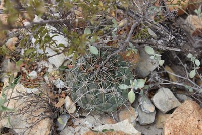 Coryphantha difficilis, photographed by Francisco Martínez González