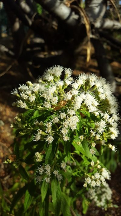 Ageratina liebmannii, photographed by Eugenio Padilla