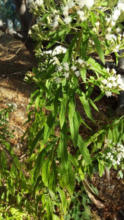 Ageratina liebmannii, photographed by Eugenio Padilla