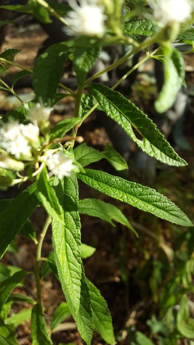 Ageratina liebmannii, photographed by Eugenio Padilla