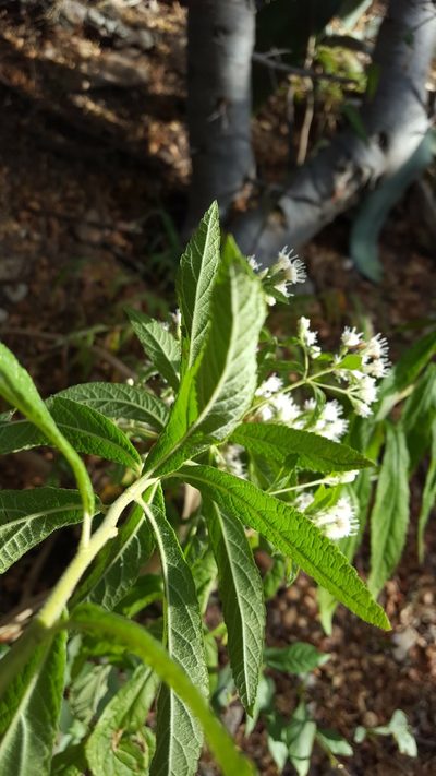 Ageratina liebmannii, photographed by Eugenio Padilla