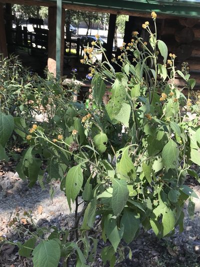 Greenmaniella resinosa, photographed by Adriana Nelly Correa Sandoval