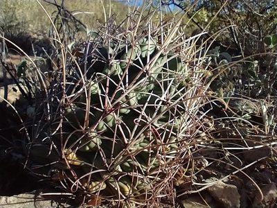 Ferocactus uncinatus, photographed by Alejandro Sigala Chávez