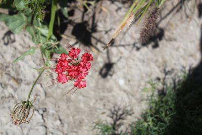 Nyctaginia capitata, photographed by Francisco Martínez González