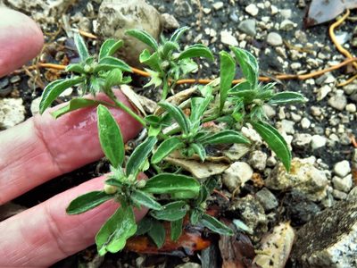 Ditaxis humilis, photographed by Annika Lindqvist