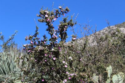 Purshia plicata, photographed by Francisco Martínez González