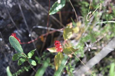 Acalypha phleoides, photographed by Francisco Martínez González