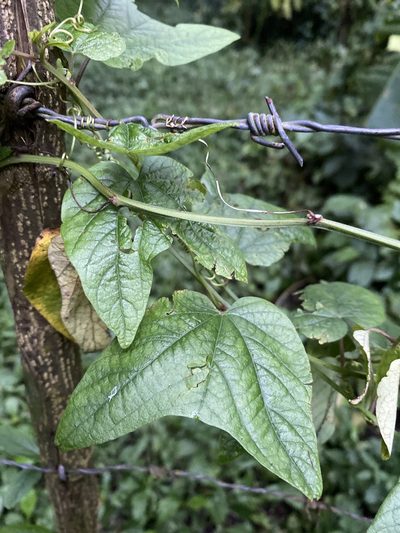 Passiflora capsularis, photographed by Grete Pasch