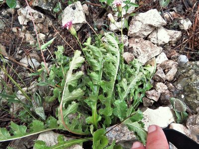 Acourtia runcinata, photographed by Annika Lindqvist