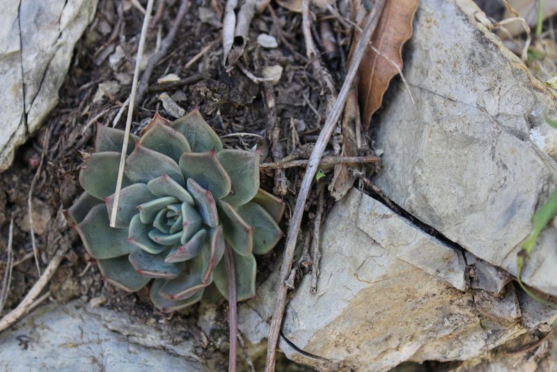 Echeveria cuspidata, photographed by Francisco Martínez González