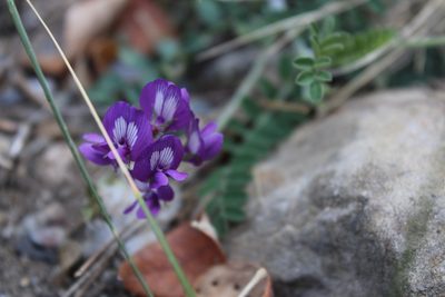 Astragalus greggii, photographed by Francisco Martínez González