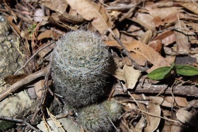 Pelecyphora dasyacantha, photographed by Francisco Martínez González