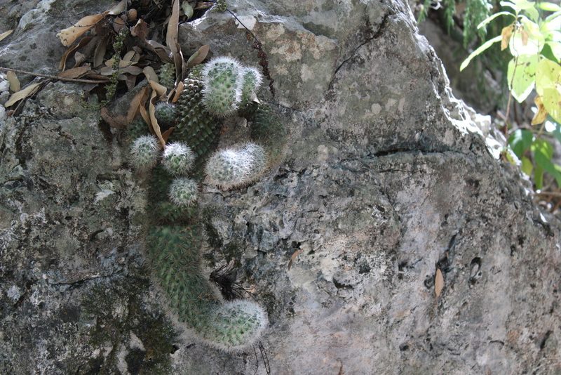 Mammillaria candida, photographed by Francisco Martínez González