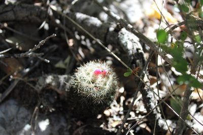 Pelecyphora dasyacantha, photographed by Francisco Martínez González