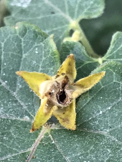 Gonolobus erianthus, photographed by Adriana Nelly Correa Sandoval