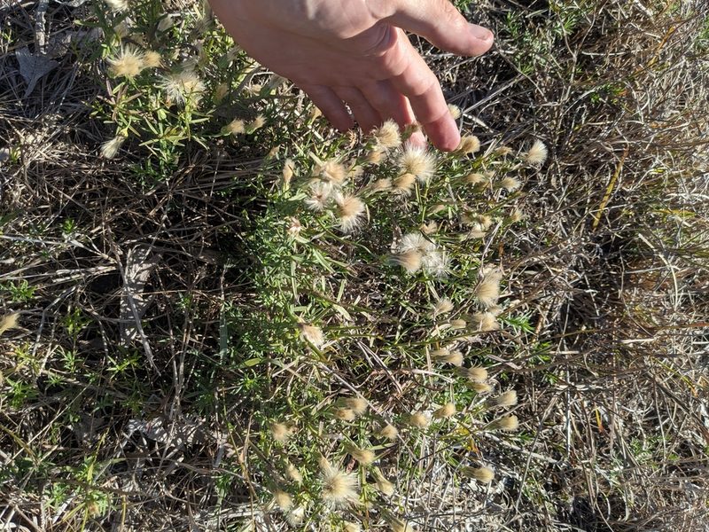 Baccharis texana, photographed by Cleveland Powell