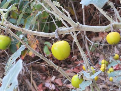 Solanum marginatum, photographed by Linzy L.