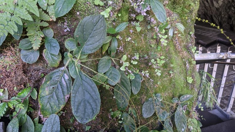 Titanotrichum oldhamii, photographed by Cheng-Te Hsu