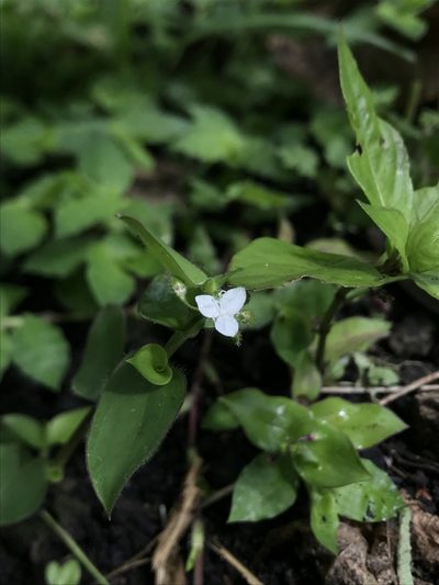 Callisia gracilis, photographed by Nicolás Baresch Uribe