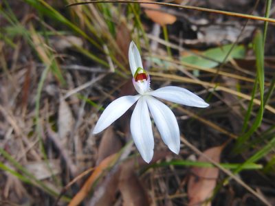 Caladenia catenata, photographed by Kiri Bee