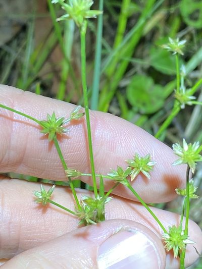 Juncus prismatocarpus, photographed by Greg Tasney