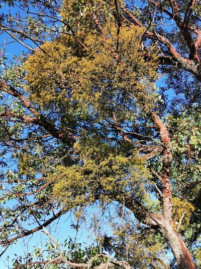Phoradendron bolleanum, photographed by M. Socorro González Elizondo