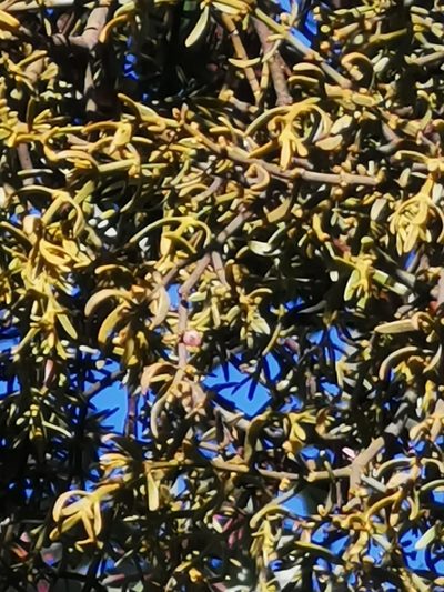 Phoradendron bolleanum, photographed by M. Socorro González Elizondo