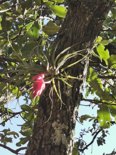 Tillandsia erubescens, photographed by M. Socorro González Elizondo