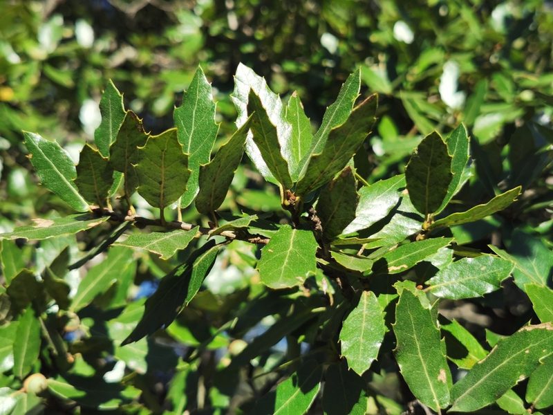Quercus eduardi, photographed by M. Socorro González Elizondo
