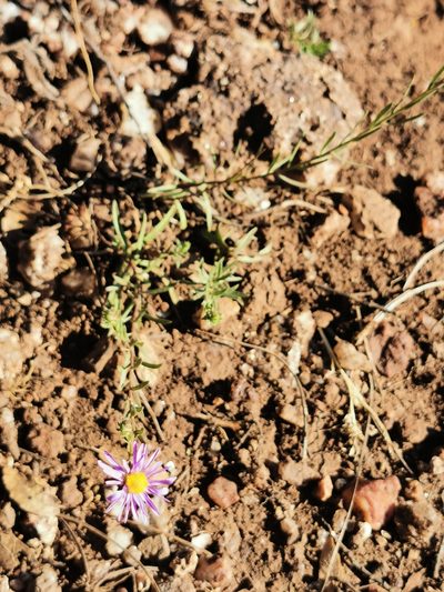 Aster moranensis, photographed by M. Socorro González Elizondo