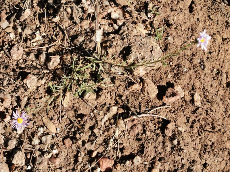 Aster moranensis, photographed by M. Socorro González Elizondo
