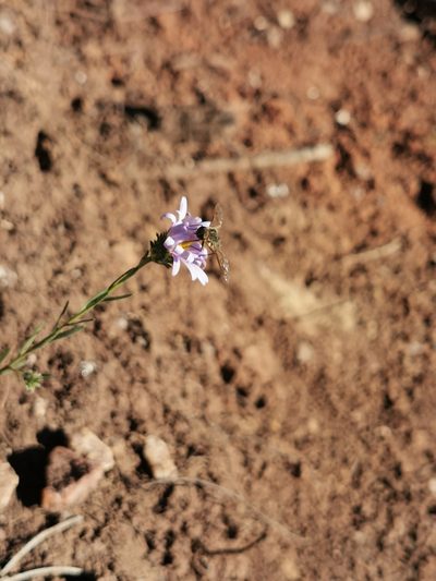 Aster moranensis, photographed by M. Socorro González Elizondo