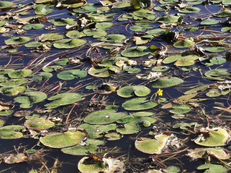 Nymphoides fallax, photographed by M. Socorro González Elizondo