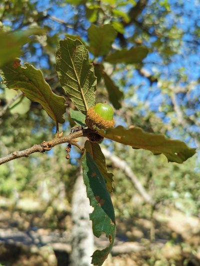 Quercus convallata, photographed by M. Socorro González Elizondo