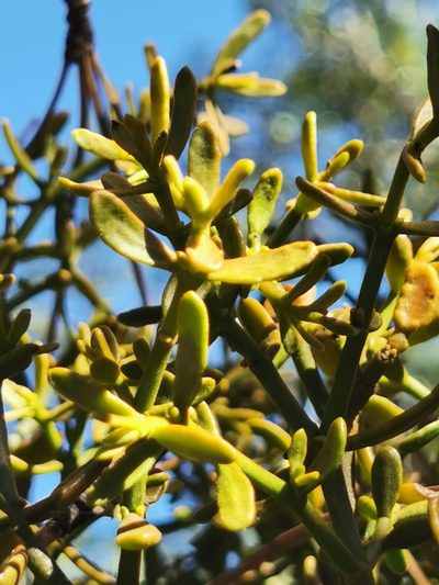 Phoradendron bolleanum, photographed by M. Socorro González Elizondo