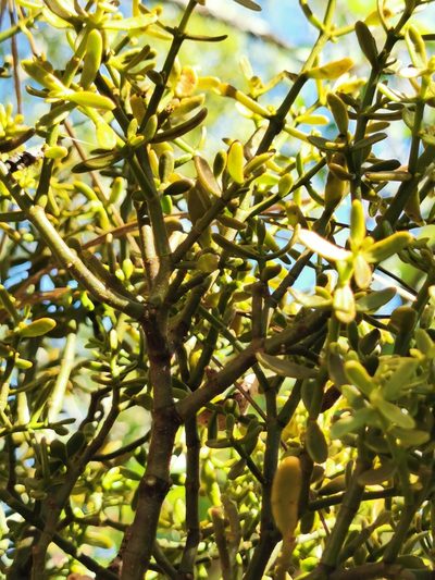 Phoradendron bolleanum, photographed by M. Socorro González Elizondo
