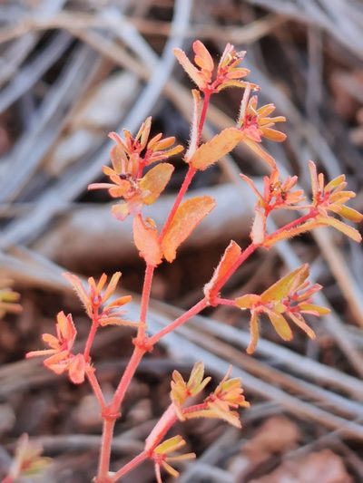 Euphorbia anychioides, photographed by M. Socorro González Elizondo
