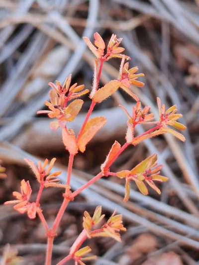 Euphorbia anychioides, photographed by M. Socorro González Elizondo