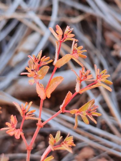 Euphorbia anychioides, photographed by M. Socorro González Elizondo
