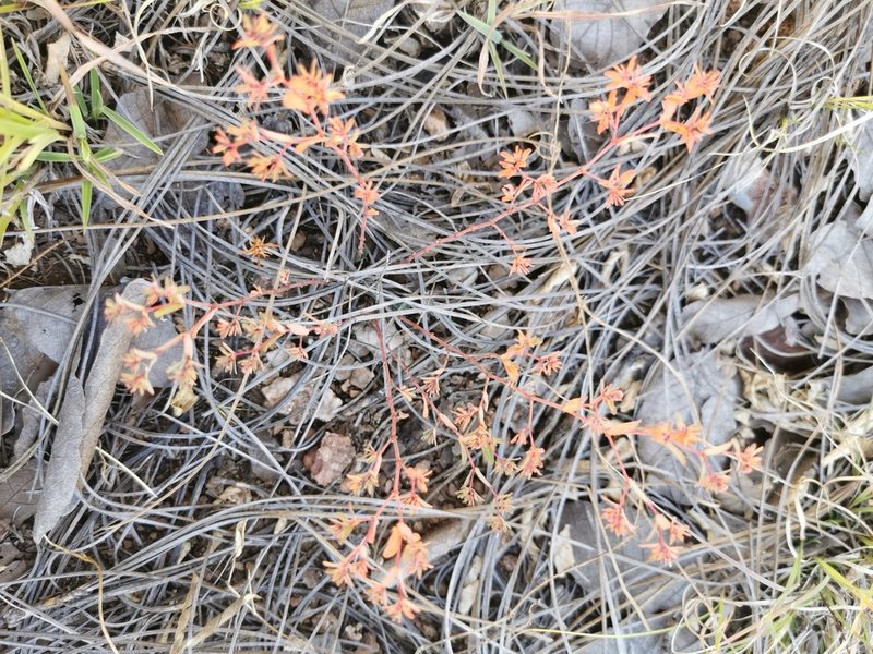 Euphorbia anychioides, photographed by M. Socorro González Elizondo