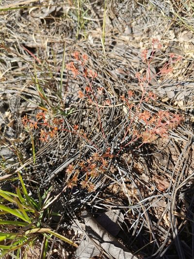 Euphorbia anychioides, photographed by M. Socorro González Elizondo