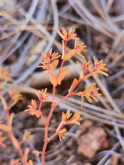 Euphorbia anychioides, photographed by M. Socorro González Elizondo
