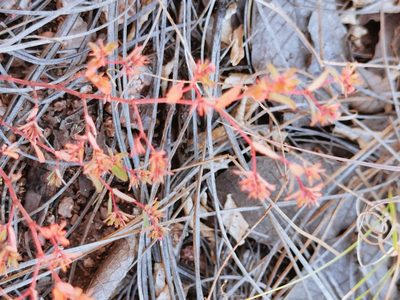 Euphorbia anychioides, photographed by M. Socorro González Elizondo