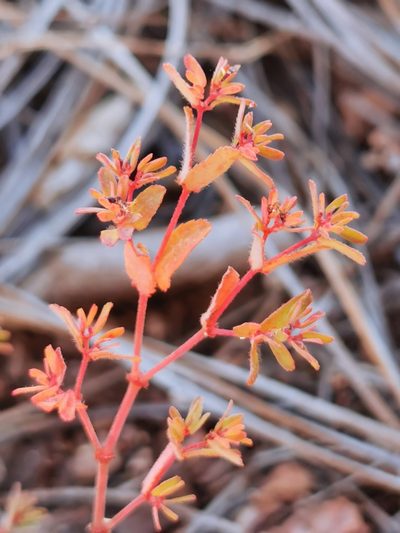 Euphorbia anychioides, photographed by M. Socorro González Elizondo