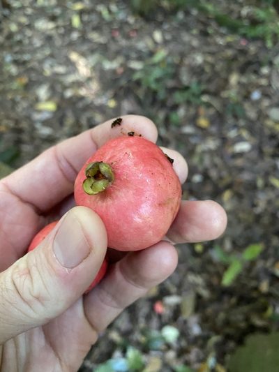 Syzygium hodgkinsoniae, photographed by Greg Tasney