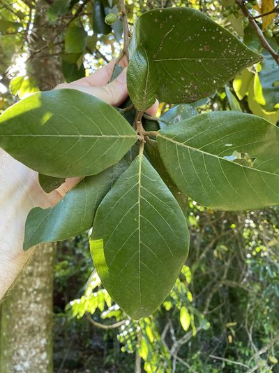 Litsea leefeana, photographed by Greg Tasney